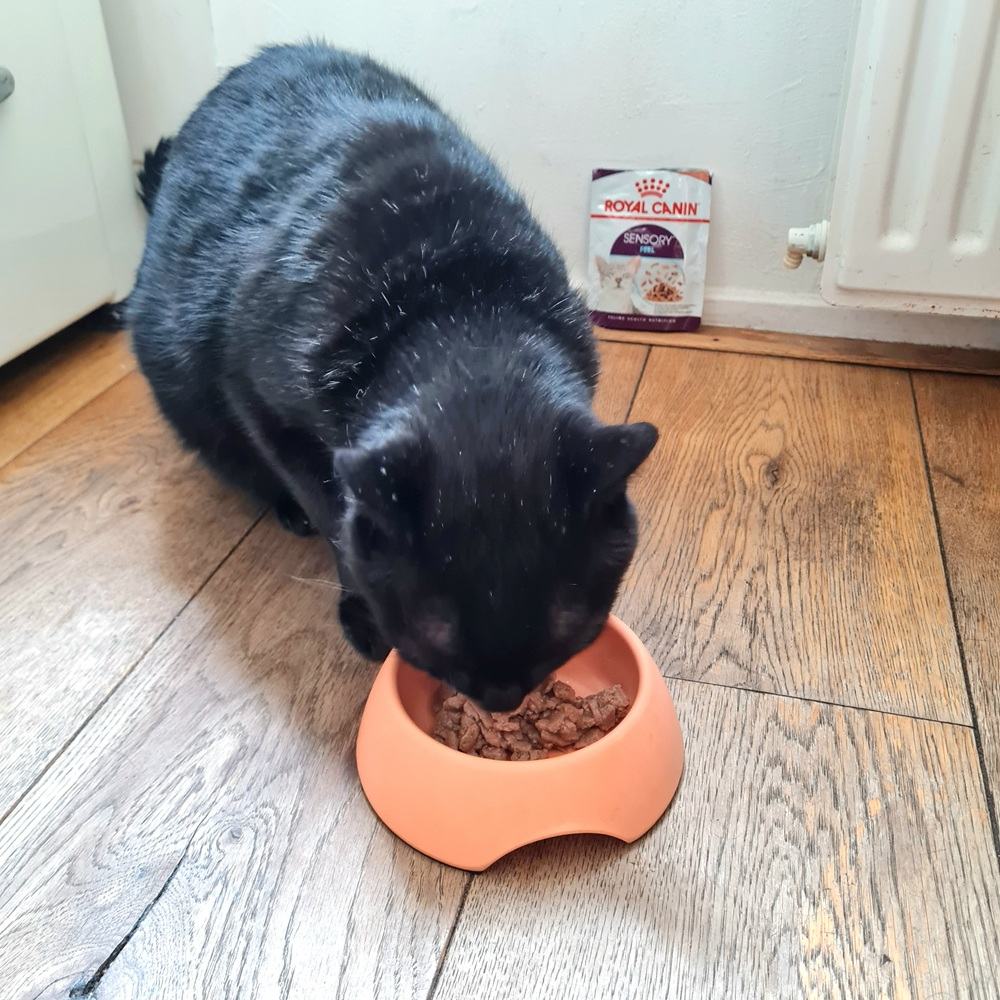 Royal Canin Sensory Smell Taste Feel in Sauce