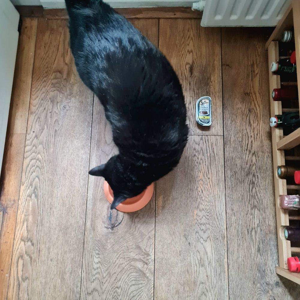 Sheba® Perfect Portions™ Premium Paté Savory Chicken Entrée